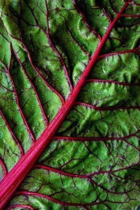 Leaf lettuce mix